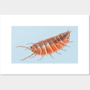 Porcellionides pruinosus "Orange" Isopod Posters and Art